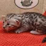 Silver-female-kitten-Mau-a