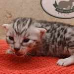 Silver-female-kitten-Mau-c