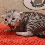 Silver-female-kitten-Mau-d