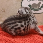 Silver-female-kitten-Mau-e