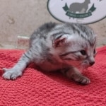 Silver-female-kitten-Mau-f