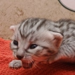 Silver-female-kitten-Mau