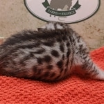 Silver-female-kitten-Maub