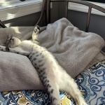 Lizzy, silver Mau female kitten