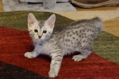 Egyptian Mau Kitten silver male DOB 10-3-24
