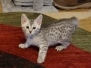 Egyptian Mau Kitten silver male DOB 10-3-24