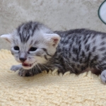 Mau-Silver-Male-Kitten-a