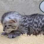 Mau-Silver-Male-Kitten-b