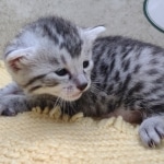 Mau-Silver-Male-Kitten-c