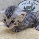 Mau-Silver-Male-Kitten-e