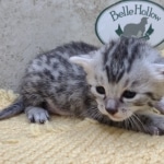 Mau-Silver-Male-Kitten-f