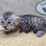 Mau-Silver-Male-Kitten-h