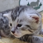 Silver-Male-Mau-Kitten