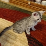 Silver-Mau-Male