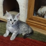 Silver-Mau-Male