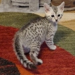 Silver-Mau-Male