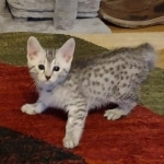 Silver-Mau-Male