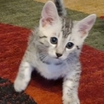 Silver-Mau-Male