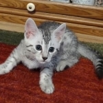 Silver-Mau-Male