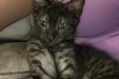 Mambo Egyptian Mau Light Smoke Male DOB 9-4-16