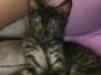 Mambo Egyptian Mau Light Smoke Male DOB 9-4-16