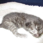 Egyptian Mau, Smoke, Male DOB 9-10-16