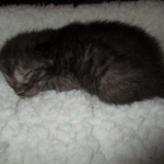 Egyptian Mau, Smoke, Male DOB 9-10-16