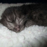 Egyptian Mau, Smoke, Male DOB 9-10-16