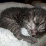 Egyptian Mau, Smoke, Male DOB 9-10-16