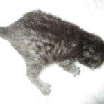 Egyptian Mau, Smoke, Male DOB 9-10-16