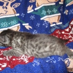 Egyptian Mau, Smoke, Male DOB 9-10-16