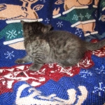 Egyptian Mau, Smoke, Male DOB 9-10-16