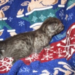 Egyptian Mau, Smoke, Male DOB 9-10-16