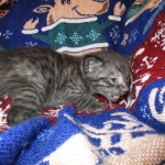 Egyptian Mau, Smoke, Male DOB 9-10-16