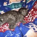 Egyptian Mau, Smoke, Male DOB 9-10-16