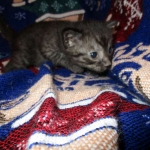 Egyptian Mau, Smoke, Male DOB 9-10-16