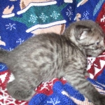 Egyptian Mau, Smoke, Male DOB 9-10-16