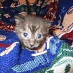 Egyptian Mau, Smoke, Male DOB 9-10-16