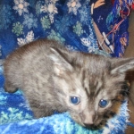 Egyptian Mau, Smoke, Male DOB 9-10-16