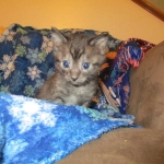 Egyptian Mau, Smoke, Male DOB 9-10-16