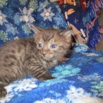 Egyptian Mau, Smoke, Male DOB 9-10-16