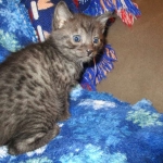 Egyptian Mau, Smoke, Male DOB 9-10-16