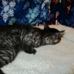 Egyptian Mau, Smoke, Male DOB 9-10-16