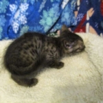 Egyptian Mau, Smoke, Male DOB 9-10-16