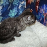 Egyptian Mau, Smoke, Male DOB 9-10-16