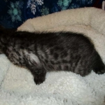 Egyptian Mau, Smoke, Male DOB 9-10-16