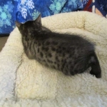 Egyptian Mau, Smoke, Male DOB 9-10-16
