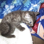 Egyptian Mau, Smoke, Male DOB 9-10-16