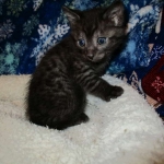 Egyptian Mau, Smoke, Male DOB 9-10-16