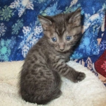 Egyptian Mau, Smoke, Male DOB 9-10-16